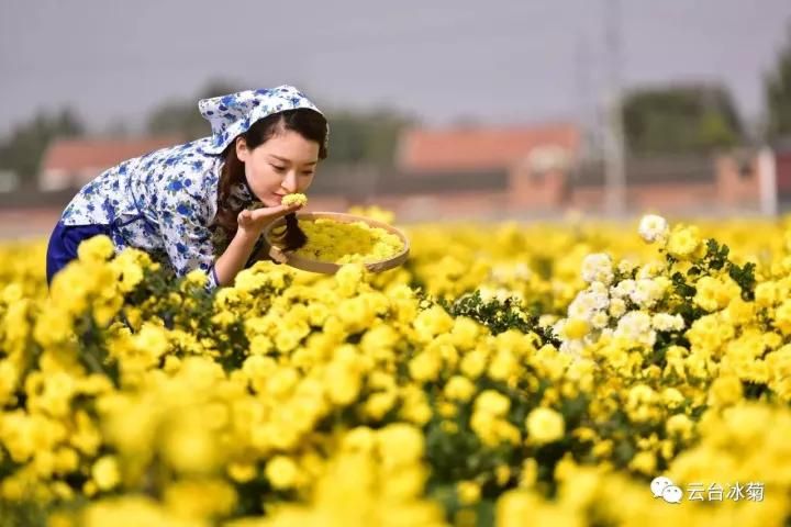 云臺(tái)冰菊基地發(fā)生了什么？一批批領(lǐng)導(dǎo)專家團(tuán)隊(duì)前來！
