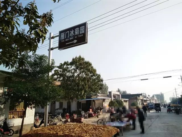 如何找到云臺冰菊？怎樣找到云臺冰菊？